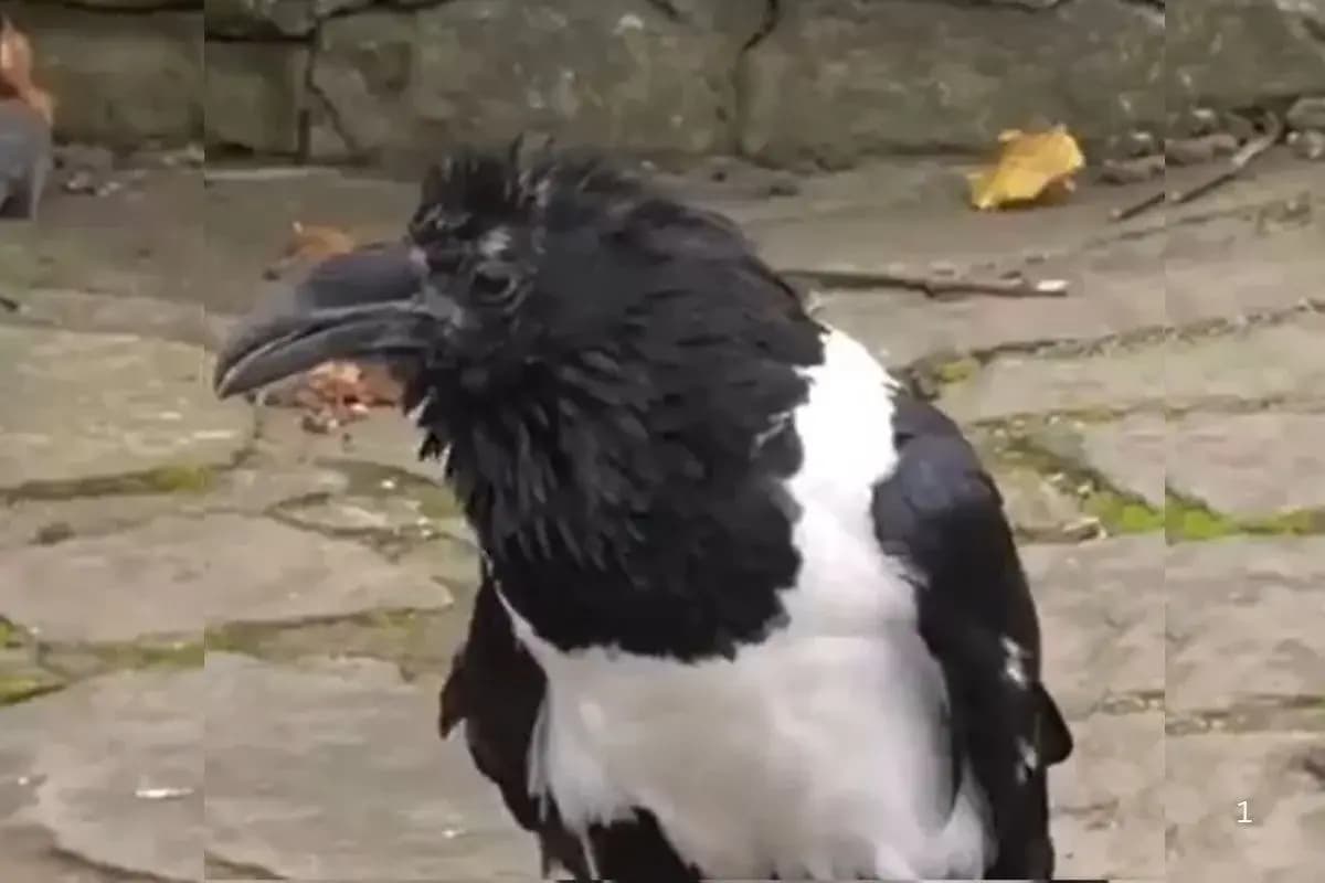 अंग्रेजी बोलने वाला कौआ! इंसानों से पूछता है हालचाल, Viral Video देख हर कोई हैरान