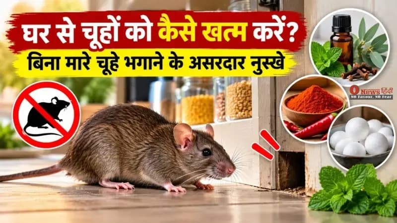 घर से चूहों को कैसे भगाएं? बिना मारे छुटकारा पाने के आसान और सुरक्षित तरीके